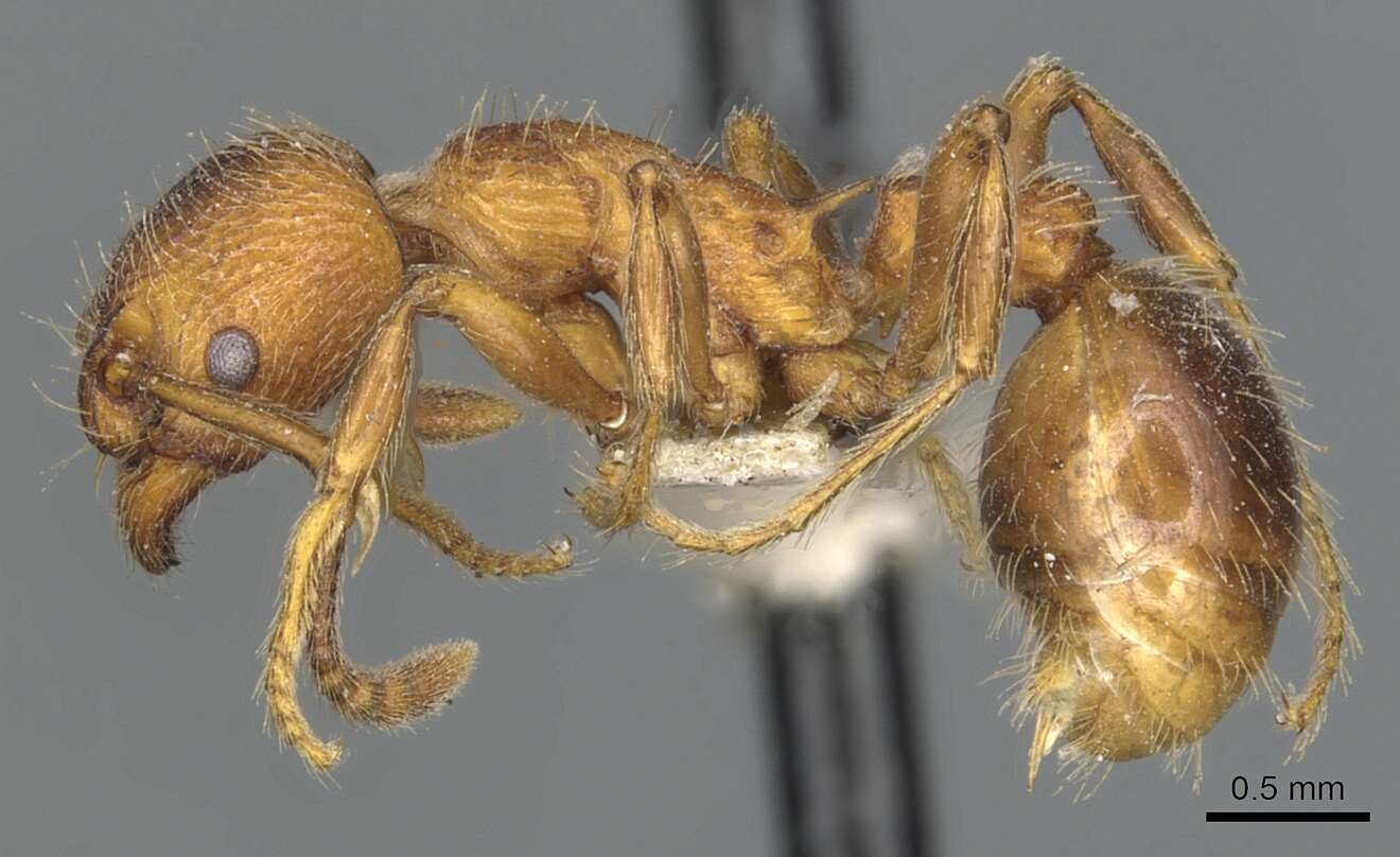 Слика од Myrmica incompleta Provancher 1881