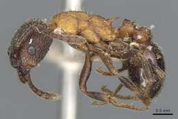 Слика од Myrmica incompleta Provancher 1881