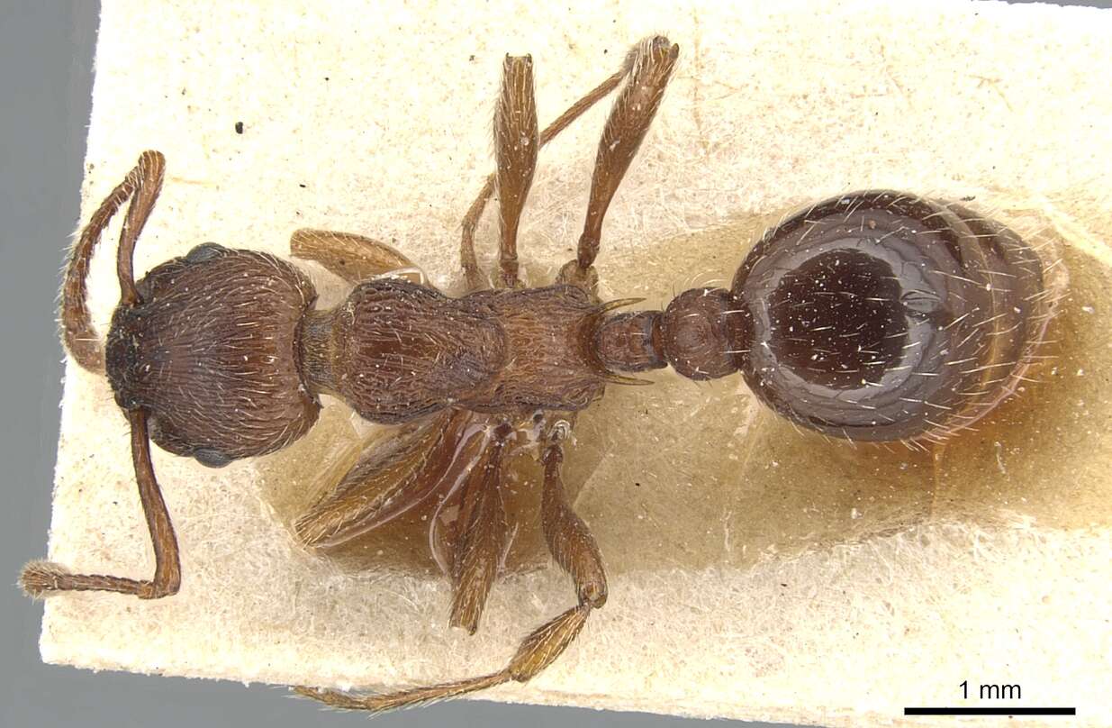 Image of Myrmica bergi Ruzsky 1902