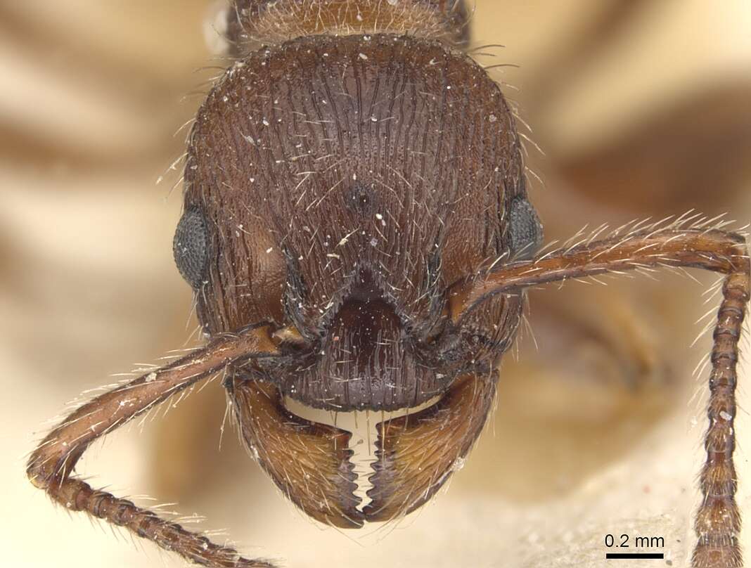 Image of Myrmica bergi Ruzsky 1902