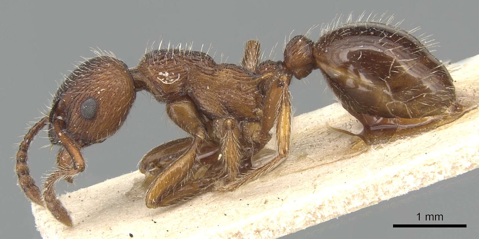 Image of Myrmica bergi Ruzsky 1902