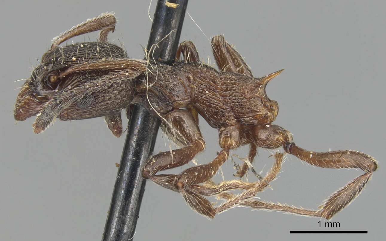 Plancia ëd Myrmica kurokii Forel 1907