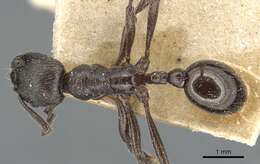 Image of Myrmica pachei Forel 1906