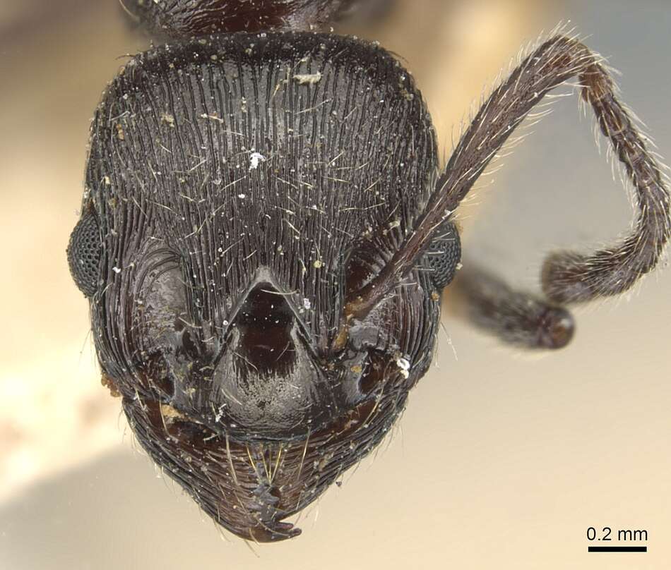 Image of Myrmica pachei Forel 1906