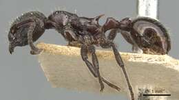 Image of Myrmica pachei Forel 1906