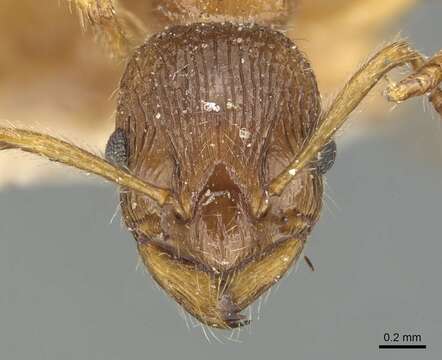 Image of <i>Myrmica fortior</i>