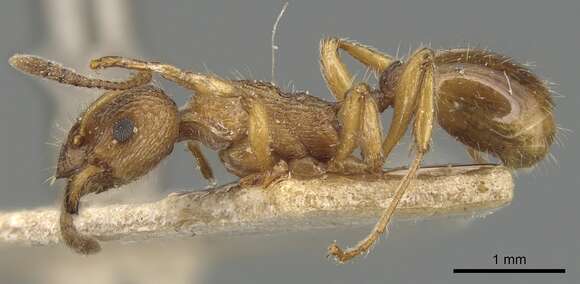 Image of <i>Myrmica fortior</i>