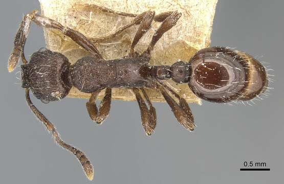 Imagem de <i>Myrmica cachmiriensis</i>