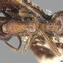 Image of Myrmica dshungarica Ruzsky 1905