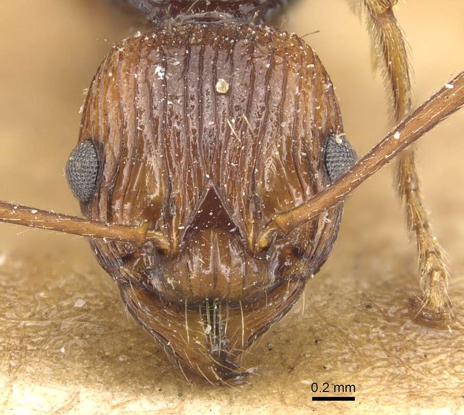 Image of Myrmica ritae Emery 1889