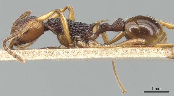 Image of Myrmica ritae Emery 1889