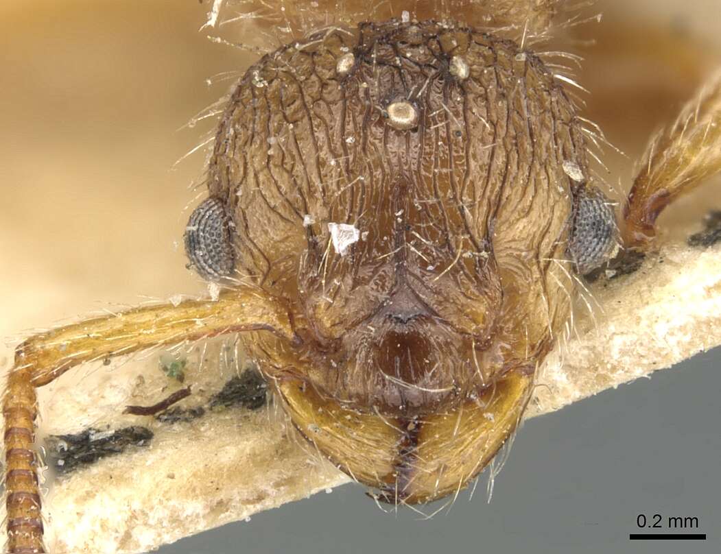 Image of Myrmica laurae (Emery 1907)