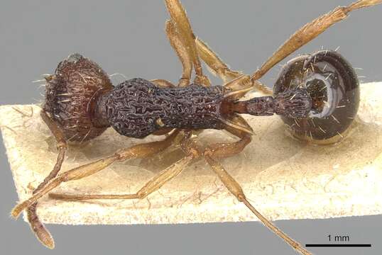 <i>Myrmica emeryi</i>的圖片