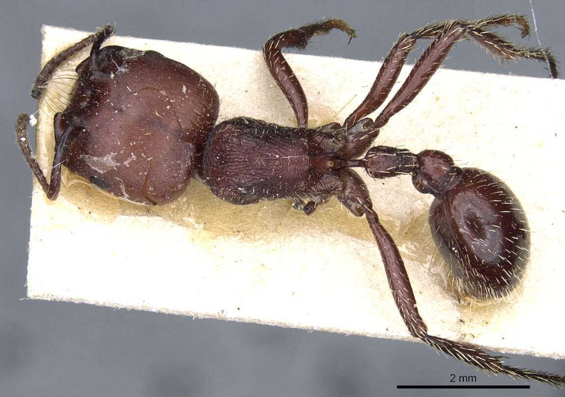 Pogonomyrmex lobatus Santschi 1921 resmi