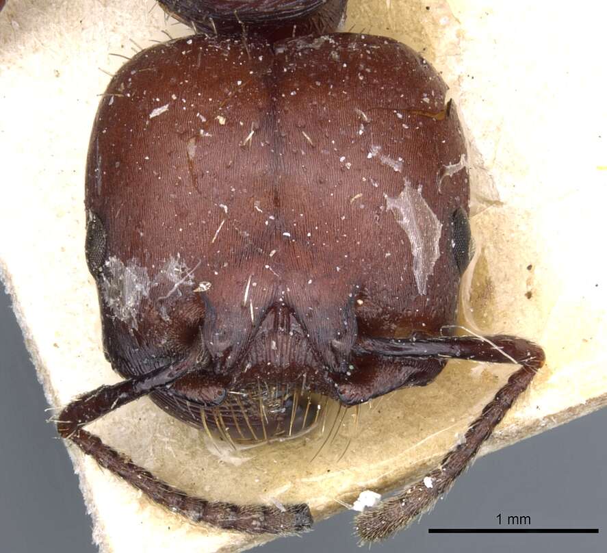 Pogonomyrmex lobatus Santschi 1921 resmi