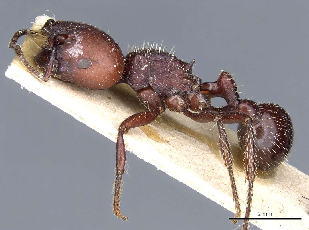 Pogonomyrmex lobatus Santschi 1921 resmi