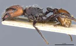 Imagem de Pogonomyrmex rastratus Mayr 1868