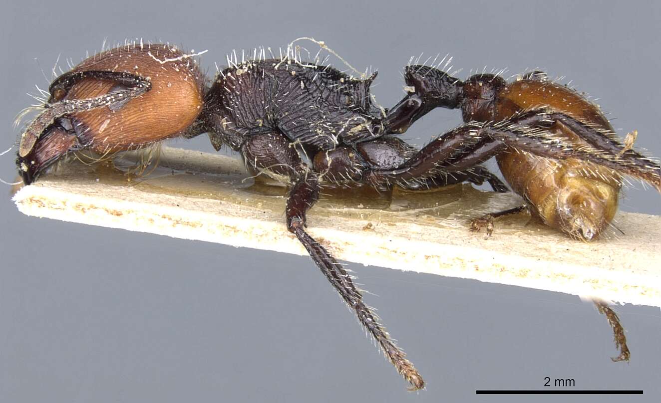 Imagem de Pogonomyrmex rastratus Mayr 1868