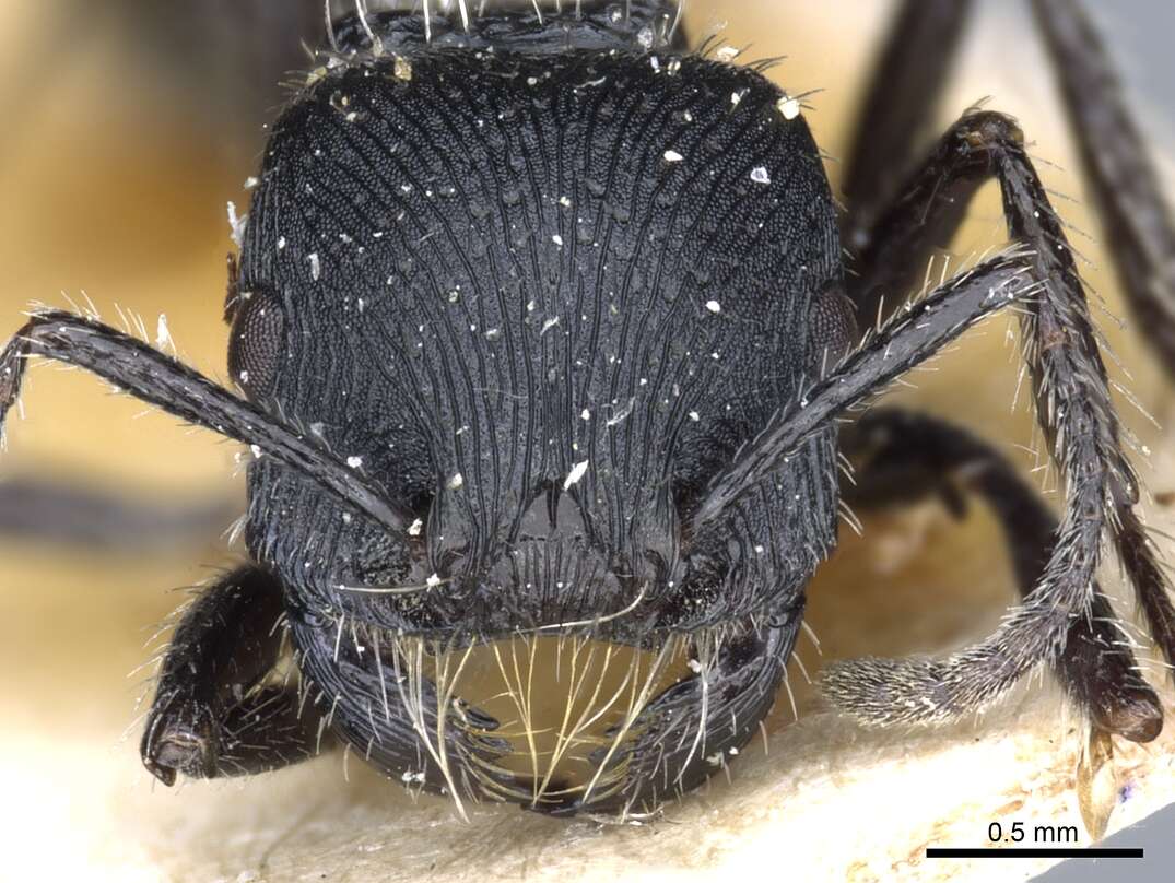 Image of Pogonomyrmex atratus Santschi 1922