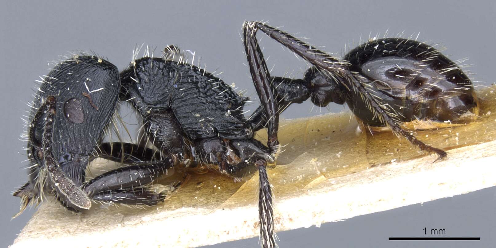 Image of Pogonomyrmex atratus Santschi 1922