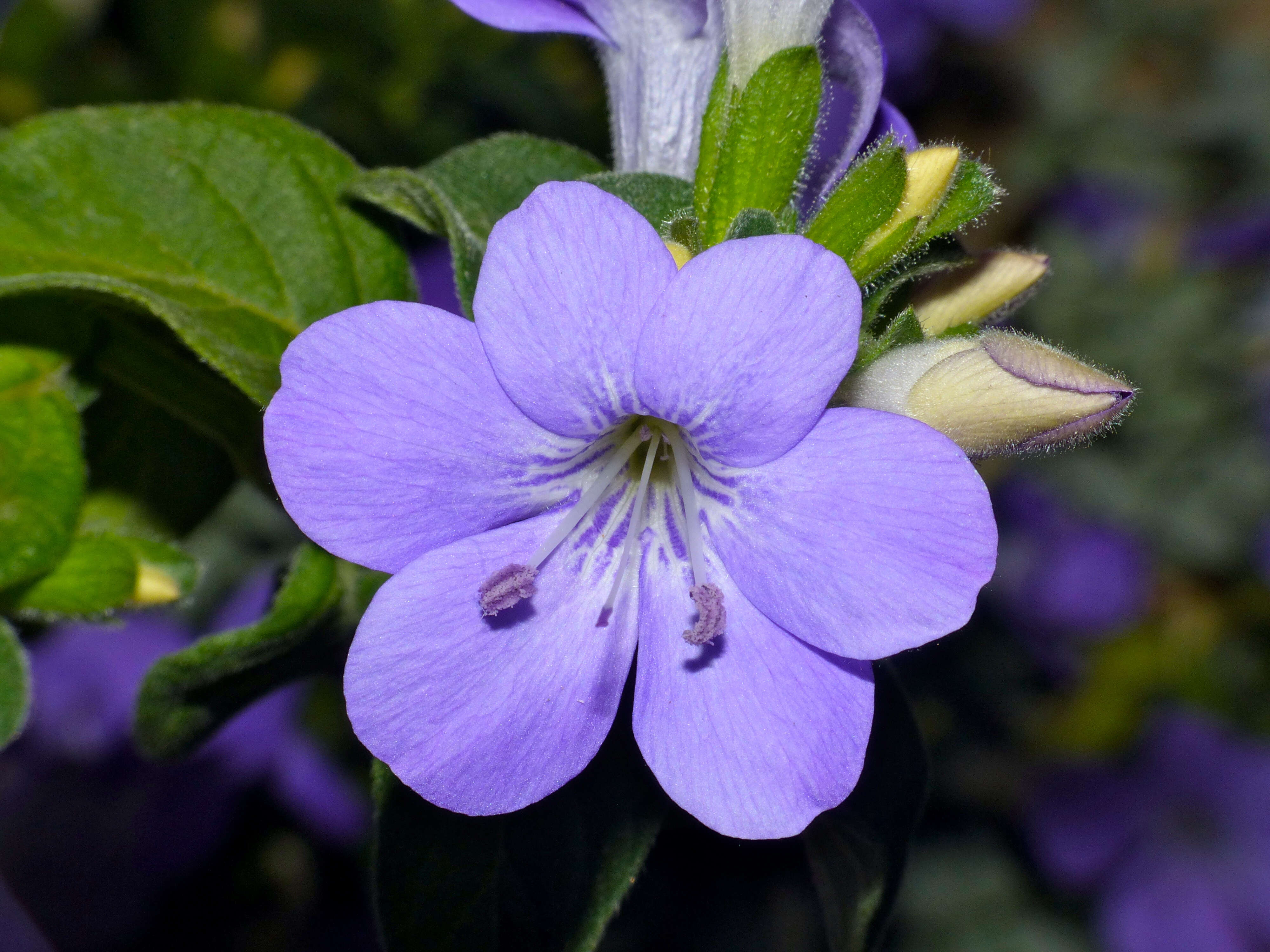 Image of Barleria