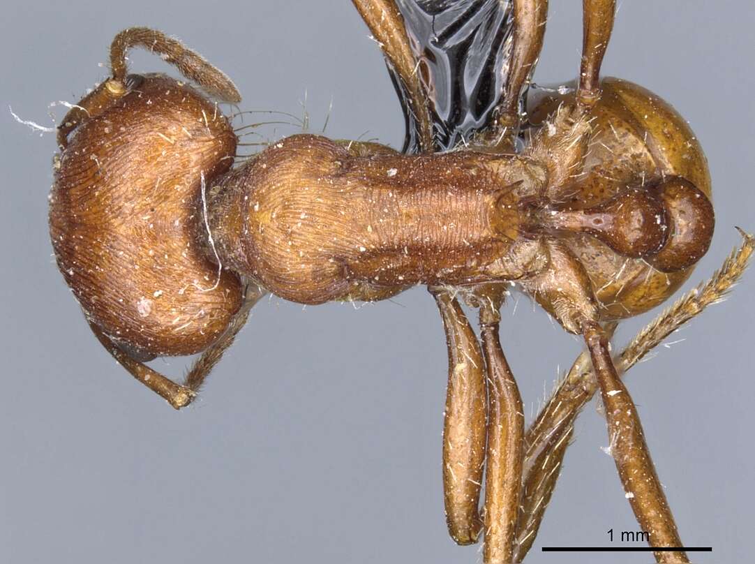 Image de Pogonomyrmex subnitidus Emery 1895