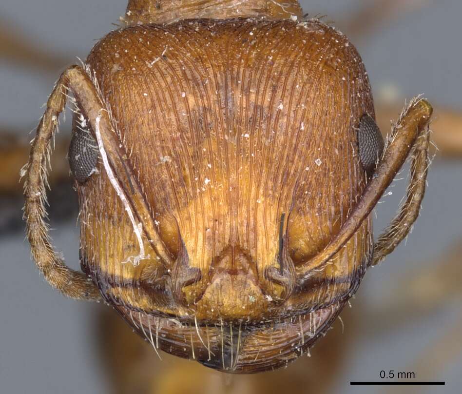 Image de Pogonomyrmex subnitidus Emery 1895