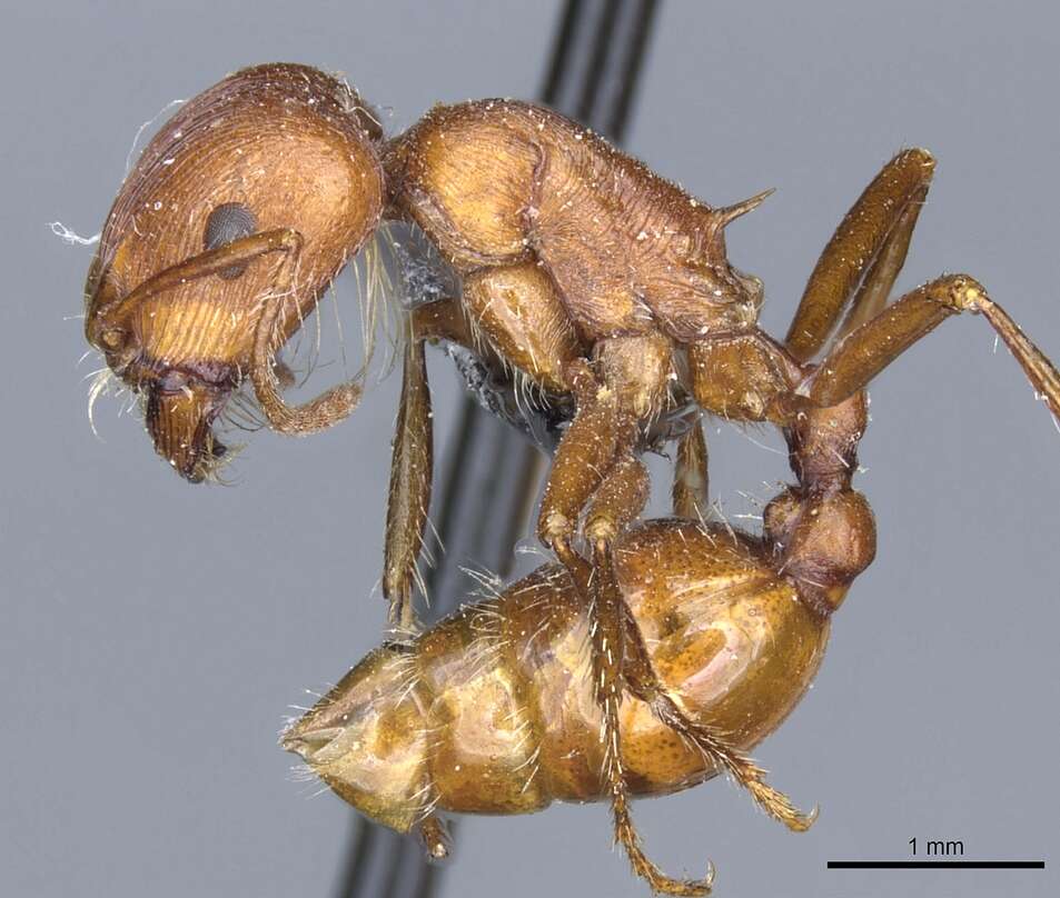 Plancia ëd Pogonomyrmex subnitidus Emery 1895