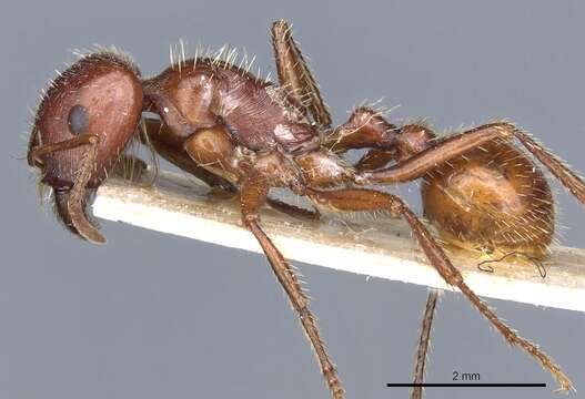 Image of Harvester Ants