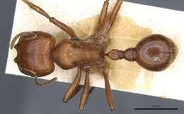 Image of Harvester Ants