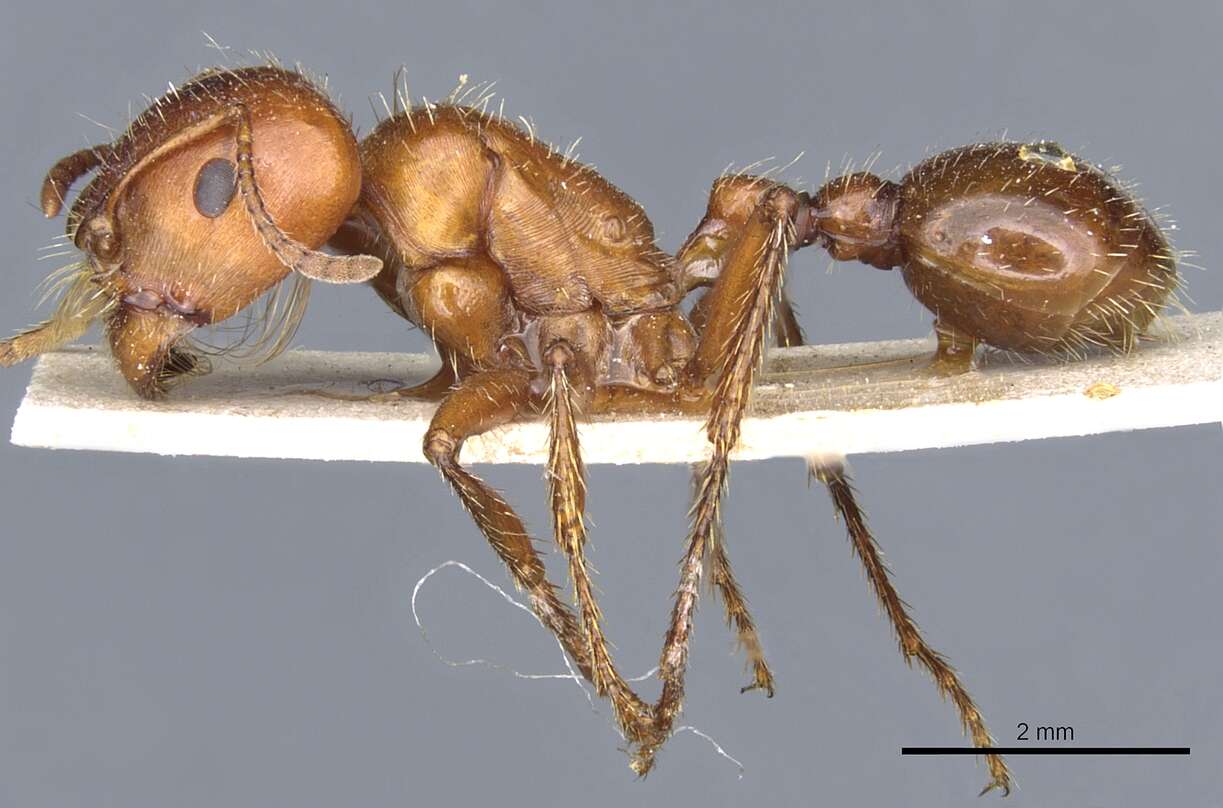 Image of Harvester Ants