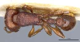 Image of Pogonomyrmex imberbiculus Wheeler 1902