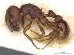 Image of Pogonomyrmex imberbiculus Wheeler 1902