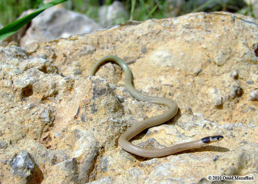 Image of Dark-headed Dwarf Racer