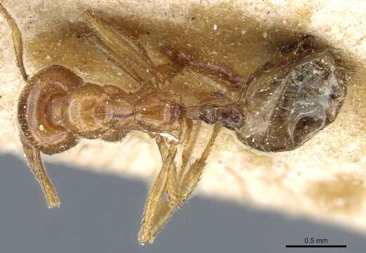 Image of Aphaenogaster leveillei