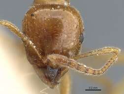 Image of Aphaenogaster leveillei