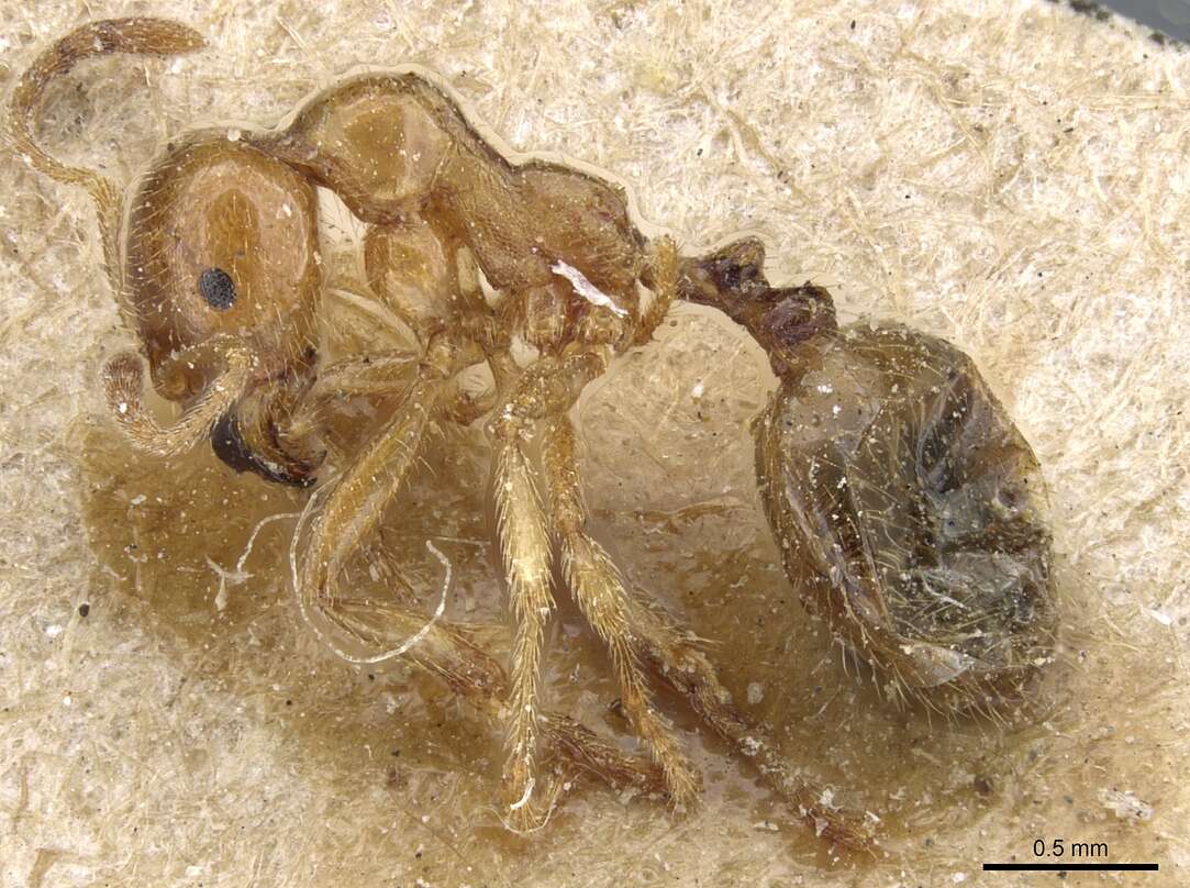 Image of Aphaenogaster leveillei