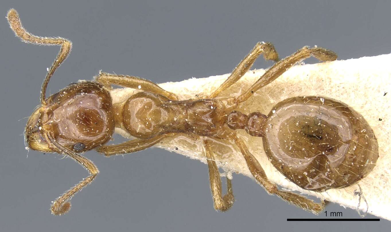 Слика од Aphaenogaster subterraneoides Emery 1881