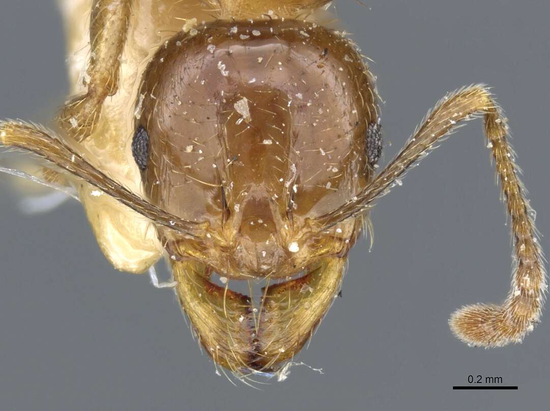 Image of Aphaenogaster subterraneoides Emery 1881