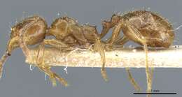 Слика од Aphaenogaster subterraneoides Emery 1881