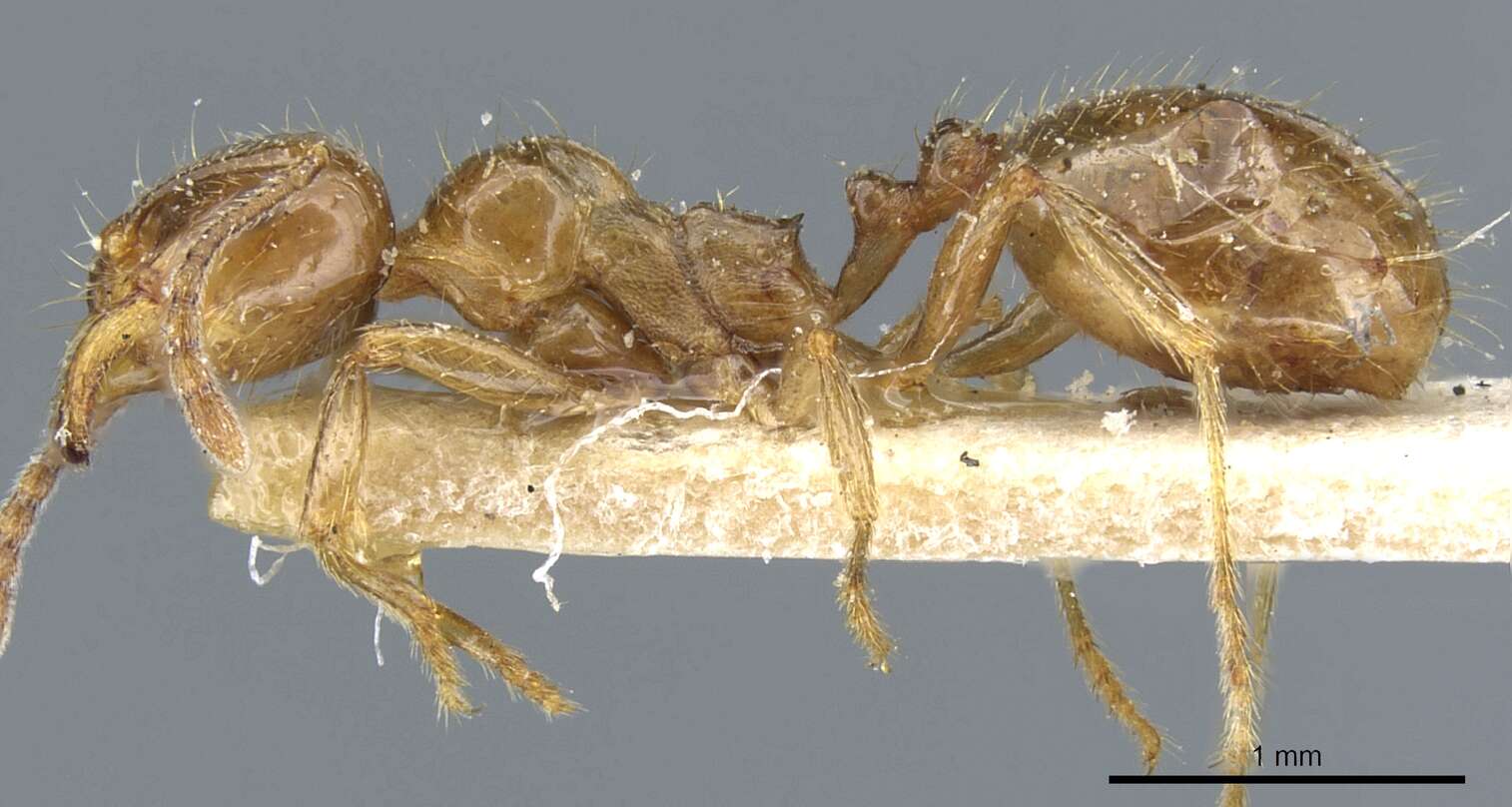 Слика од Aphaenogaster subterraneoides Emery 1881