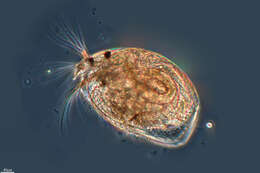 Image of striped beaked waterflea