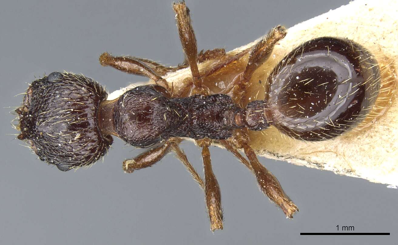 Image of Aphaenogaster epirotes (Emery 1915)