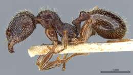 Image of Aphaenogaster epirotes (Emery 1915)