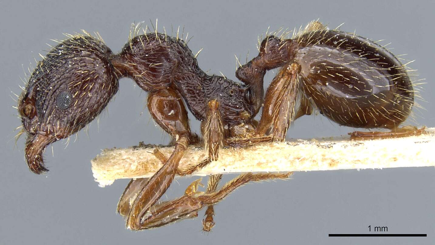 Image of Aphaenogaster epirotes (Emery 1915)