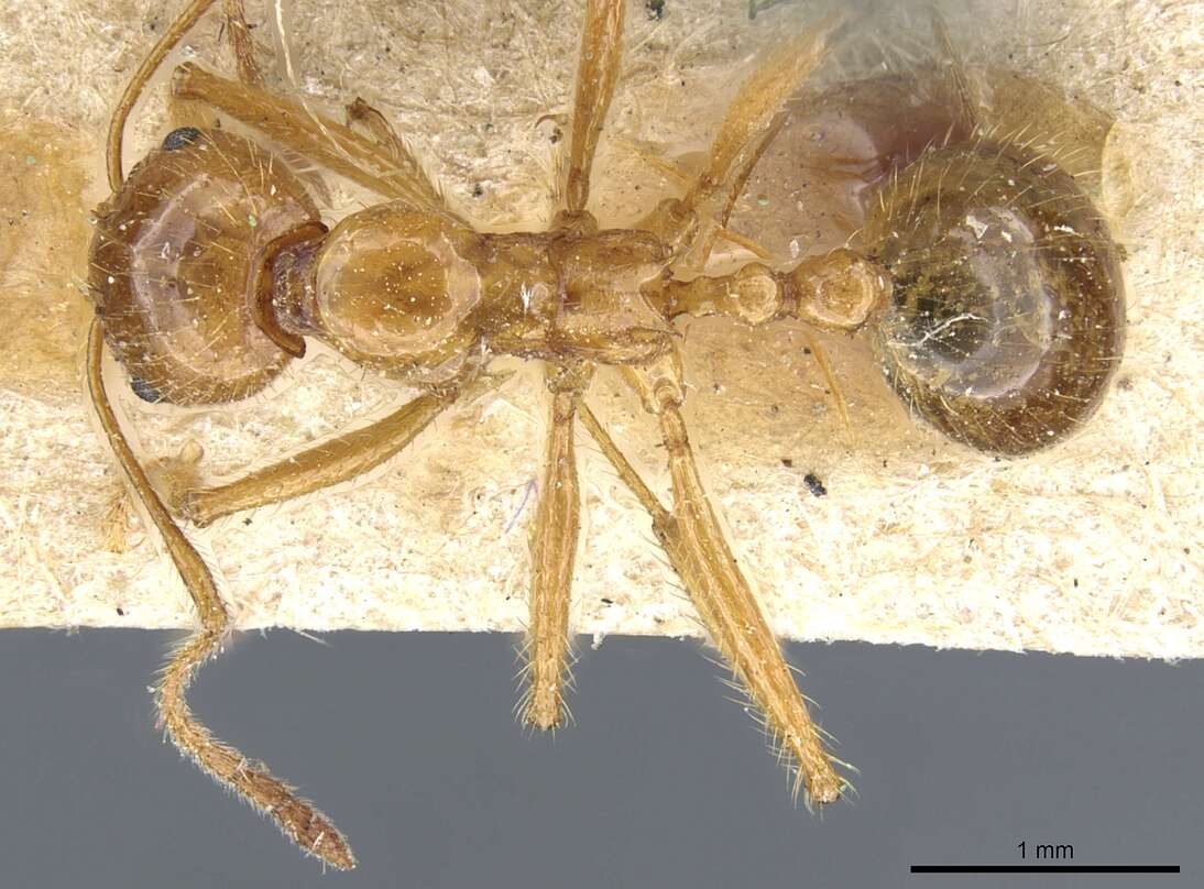 Слика од Aphaenogaster longiceps (Smith 1858)