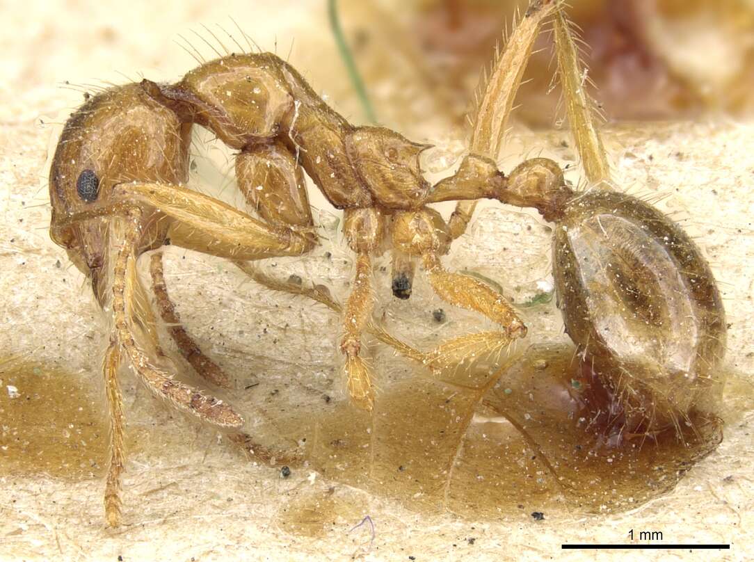 Слика од Aphaenogaster longiceps (Smith 1858)