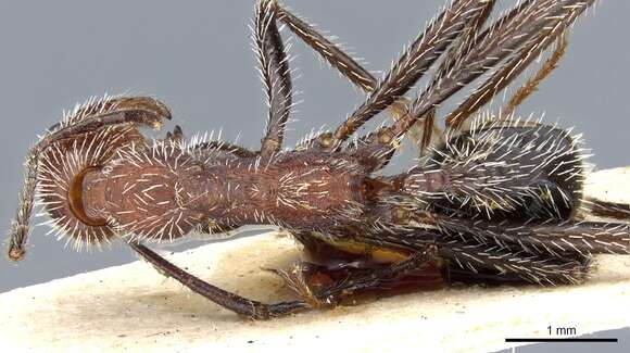 Image of Aphaenogaster praedo Emery 1908