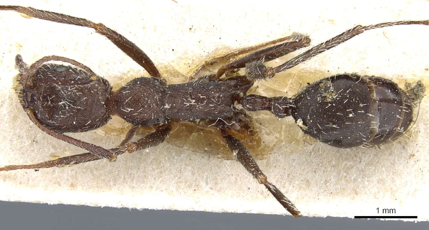 Image of Aphaenogaster balcanica (Emery 1898)
