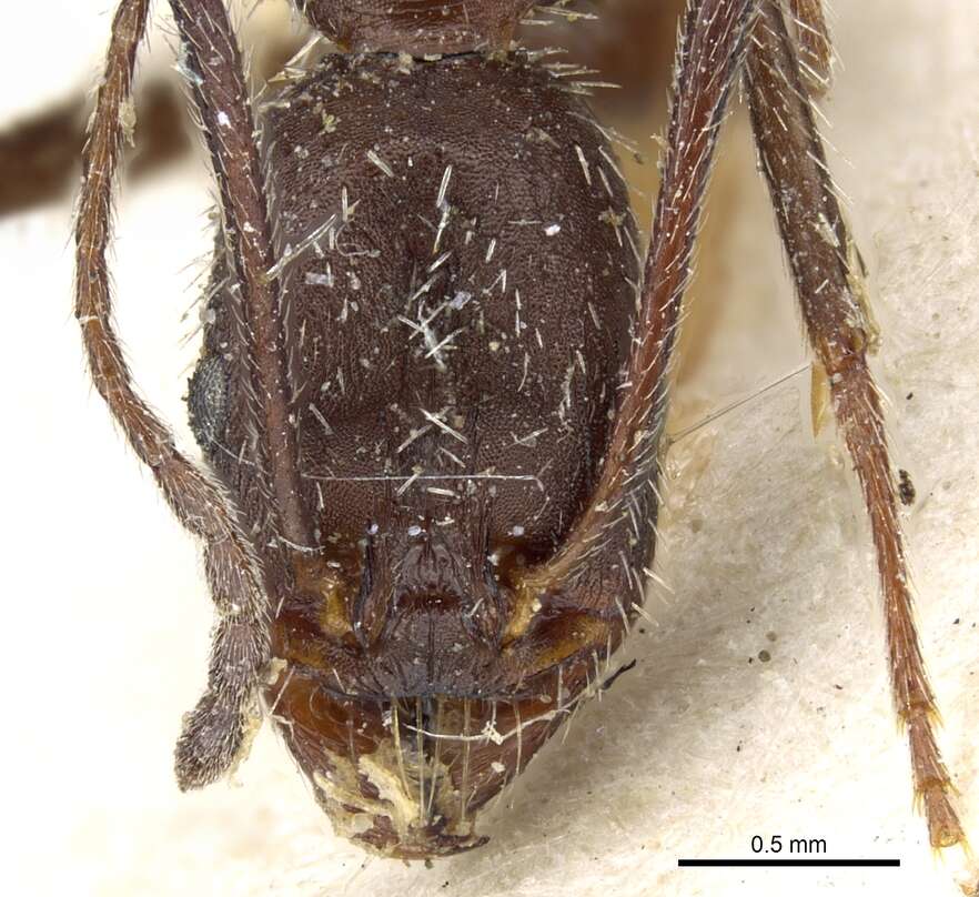 Image of Aphaenogaster balcanica (Emery 1898)